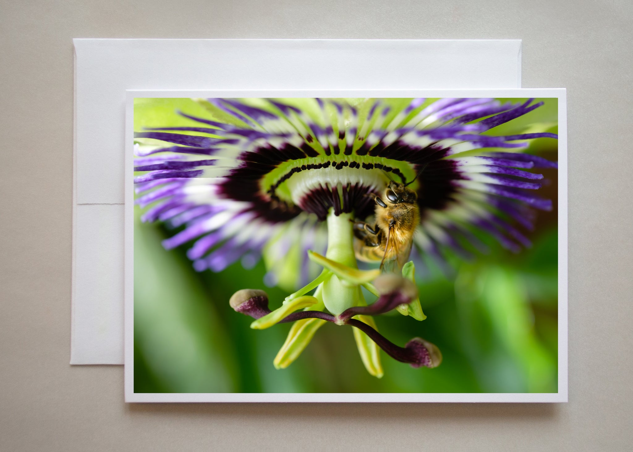 A photograph of a honey bee feeding on a gorgeous purple, white and green passion flower by photographer Judy Harrison Cochand.