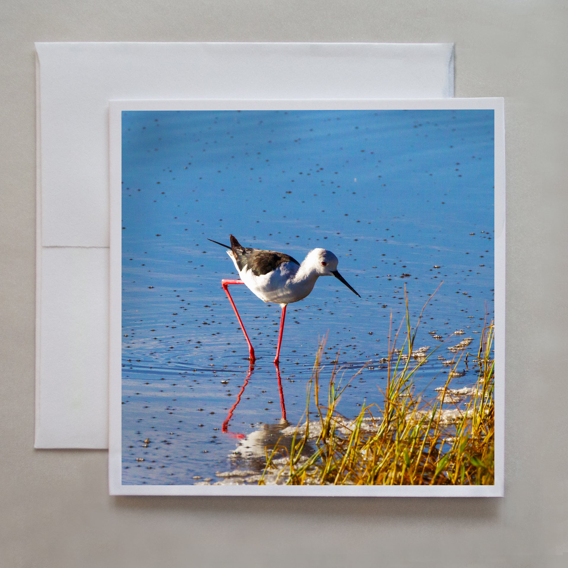 A Black-Winged Stilt bird walks cautiously in ankle deep water by photographer David R. Beatty.