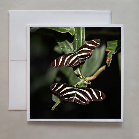 In this photograph, two Zebra butterflies landed on the bitten leaves of a plant by photographer Caley Taylor.
