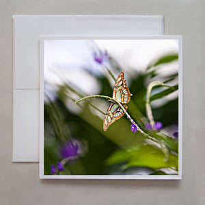 A  photograph of the under-belly of a green and brown butterfly photographed by Caley Taylor at the Butterfly Conservatory in Niagara Falls.