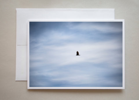 A black bird flying against a cloudy blue sky by photographer Caley Taylor.