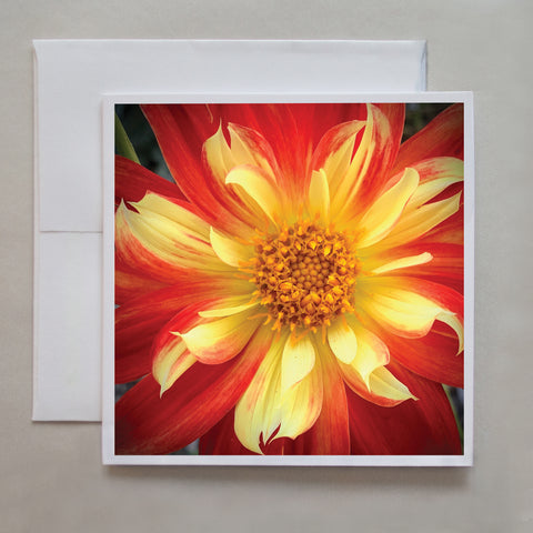 A beautiful close-up photo greeting card of a yellow and red Dahlia by photographer Caley Taylor.
