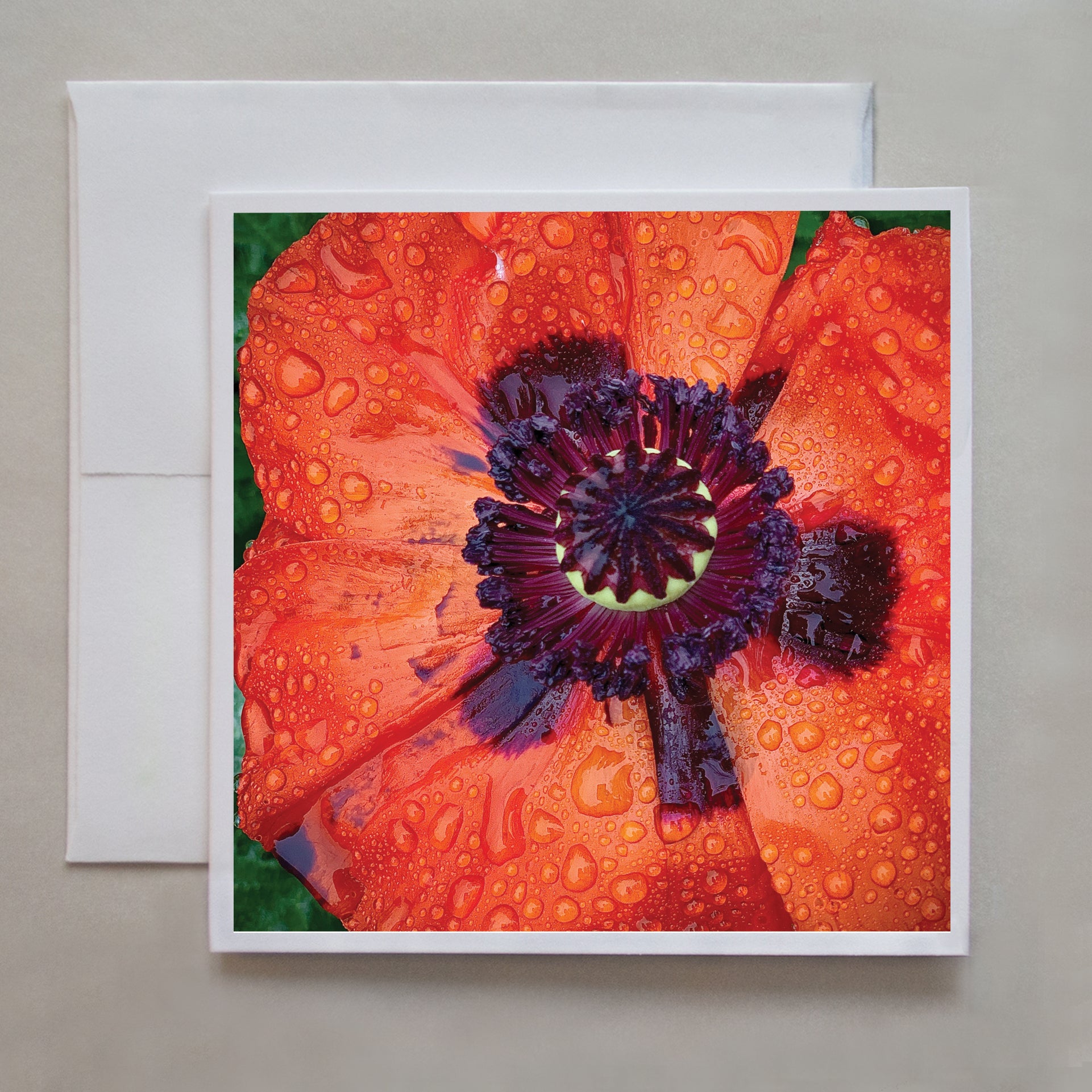 Spring is in the air when the Great Scarlet Poppies emerge! This photo greeting card was taken at Caley's grandmother's Toronto garden. 