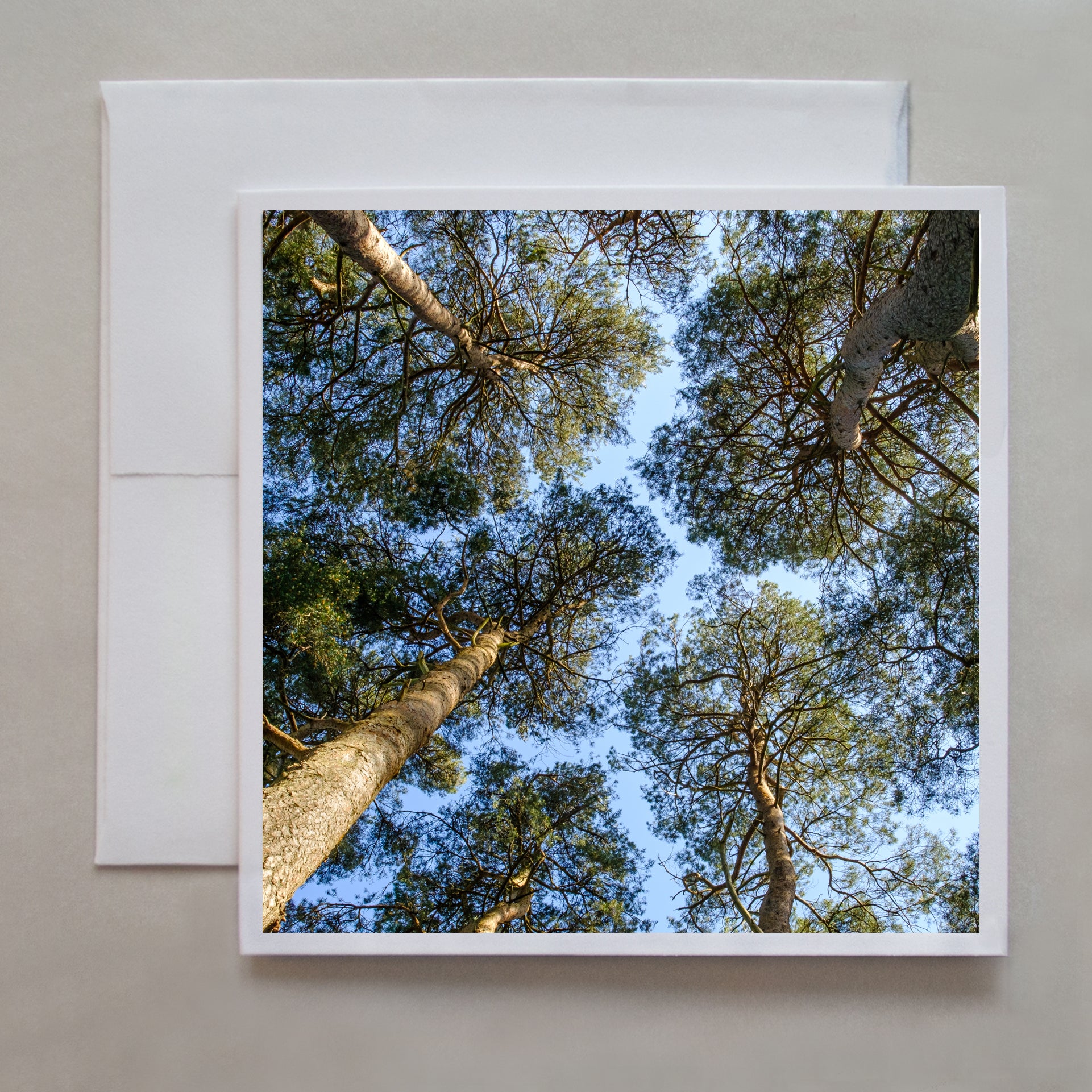 Looking up at the Scot Pines, the photograph feels like the trees are social distancing as the blue sky separates each of the trees' leaves  by photographer Judy Harrison Cochand.
