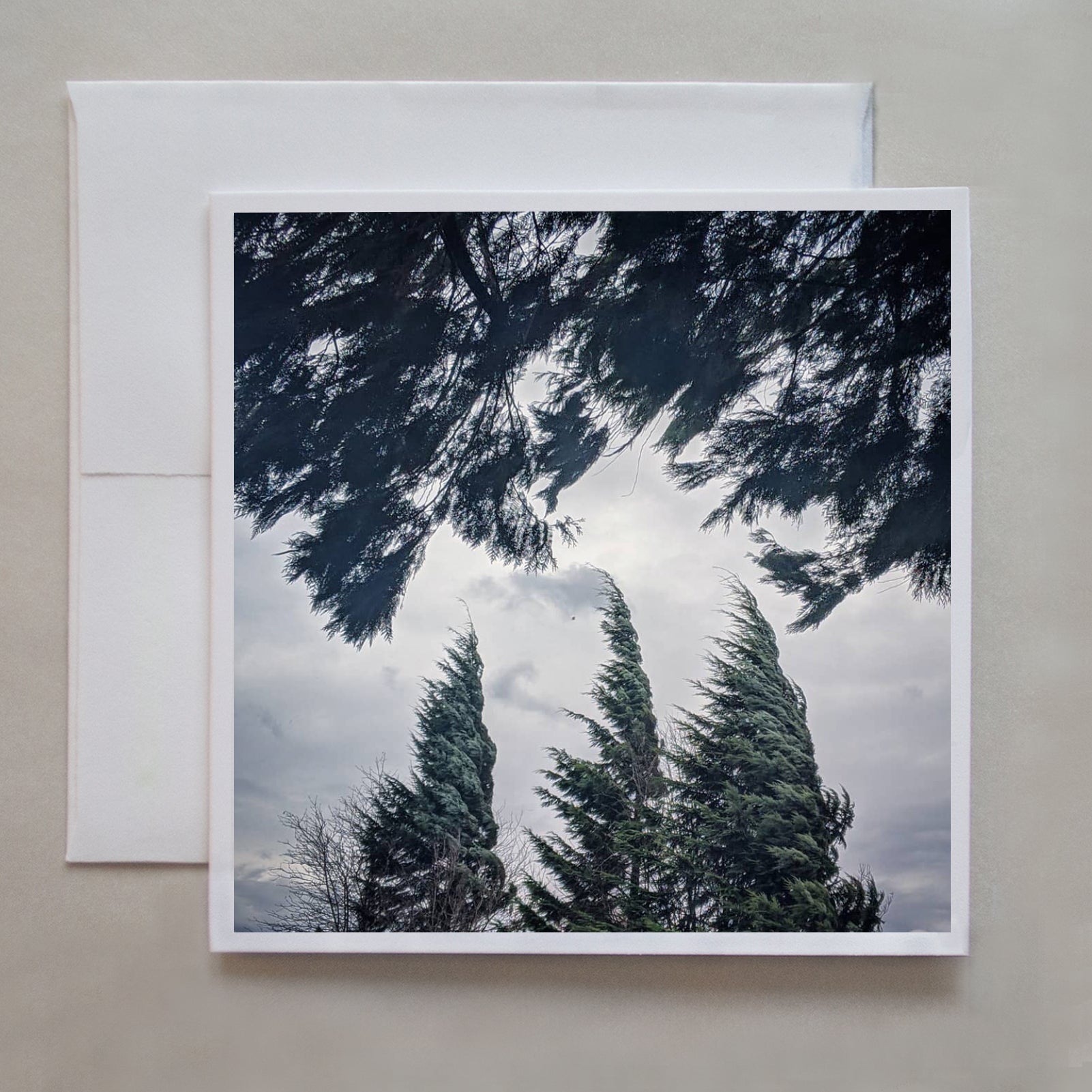 Looking at the sky, a strong wind bows trees in this photograph by Jennifer Echols.